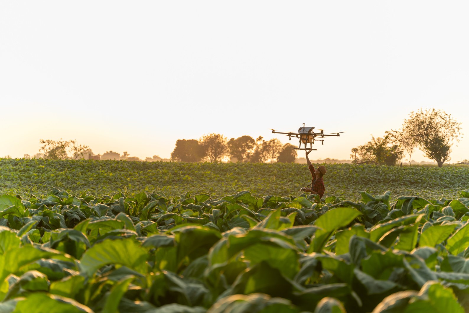 Agriculture drone fly, Farmers are launching drones spraying